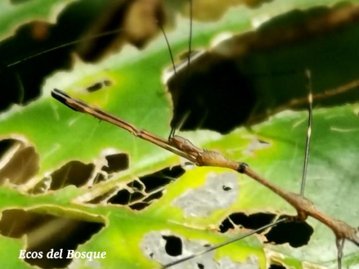 Ghilianella strigata