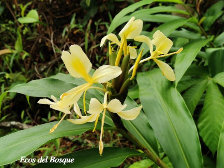 Hedychium coronarium