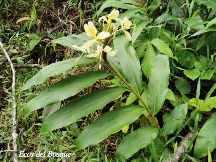 Hedychium coronarium
