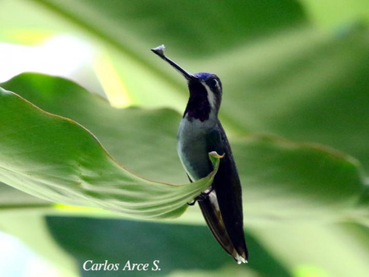 Heliomaster longirostris