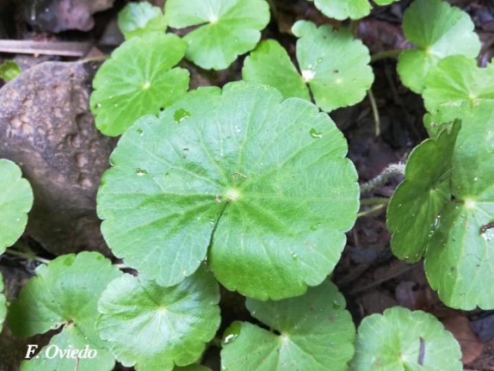 Hydrocotyle leucocephala