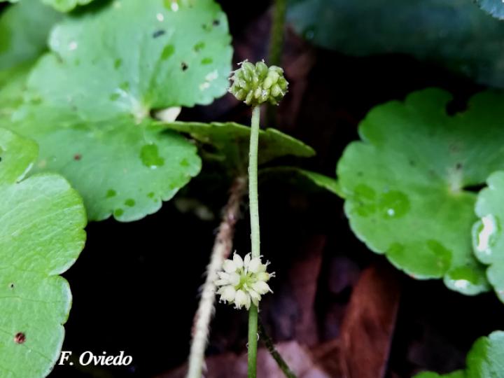 Hydrocotyle leucocephala