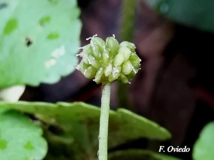 Hydrocotyle leucocephala