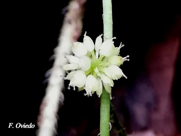 Hydrocotyle leucocephala