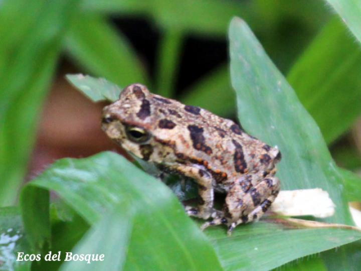 Incilius melanochlorus (Sapo de bosque húmedo)