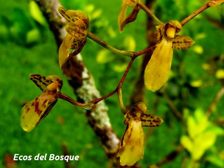 Leochilus labiatus