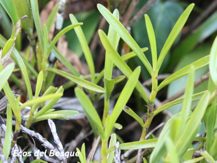 Maxillaria adendrobium