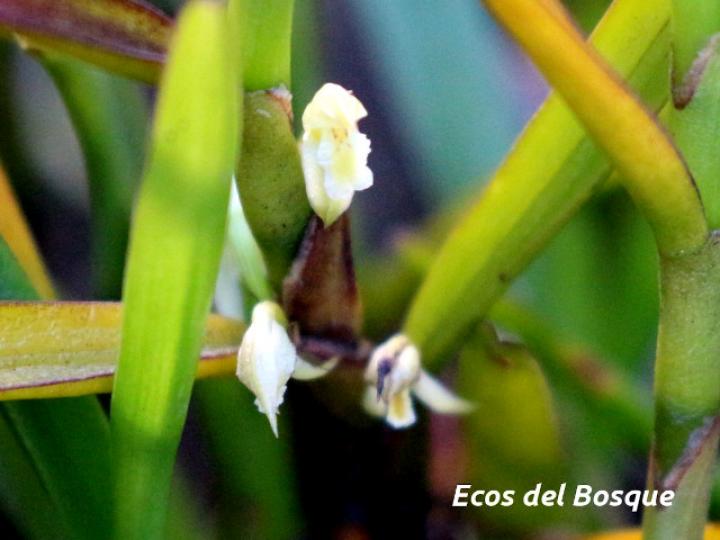 Maxillaria adendrobium