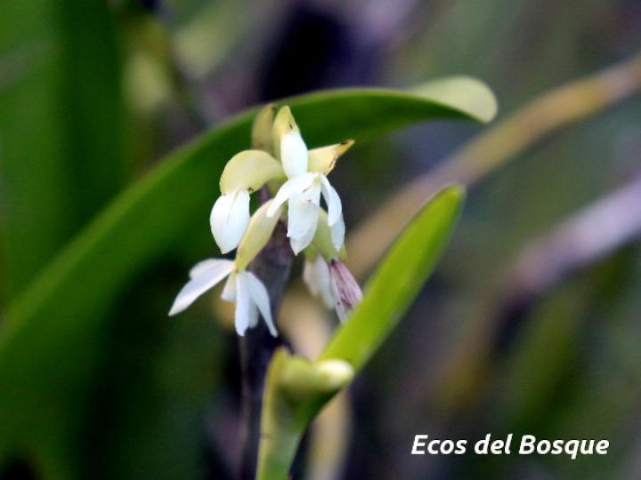 Maxillaria adendrobium