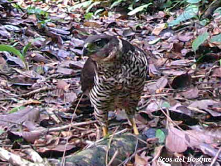 Micrastur semitorquatus