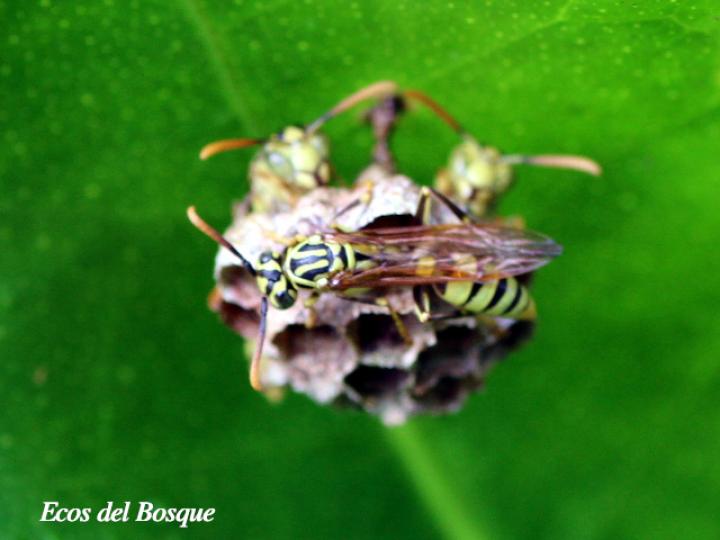 Mischocyttarus basimacula