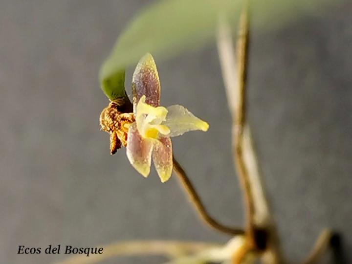 Myoxanthus sotoanum