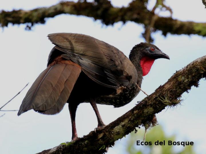 Penelope purpurascens