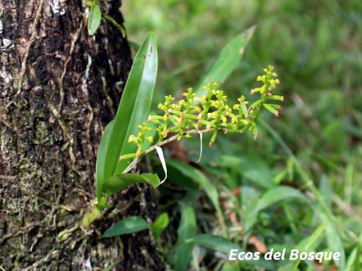 Polystachya foliosa