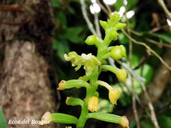 Polystachya foliosa