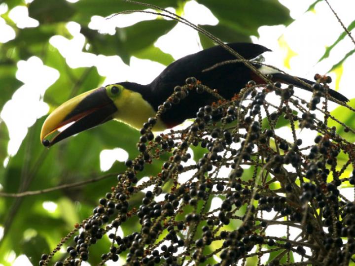 Ramphastos ambiguus en Euterpe precatoria