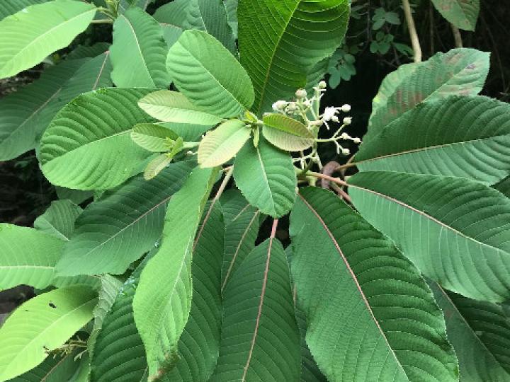 Saurauia montana (Moquillo)