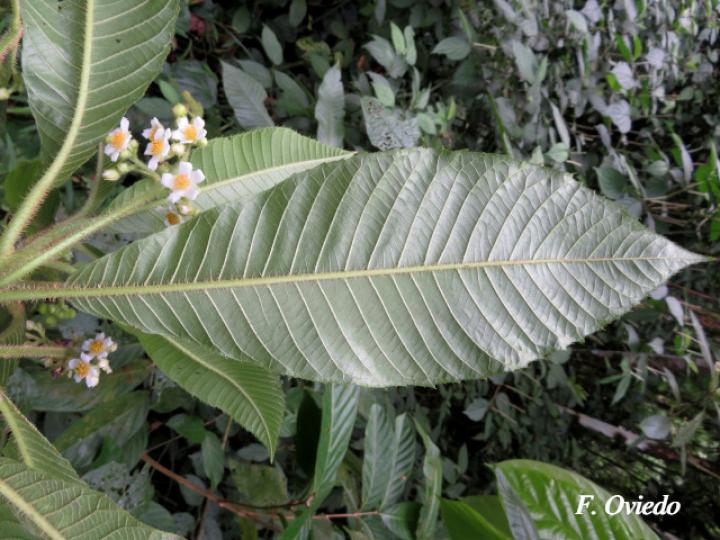 Saurauia montana (Moquillo)