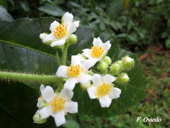 Saurauia montana (Moquillo)