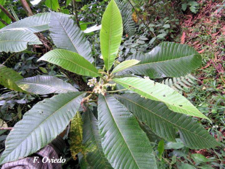 Saurauia montana (Moquillo)