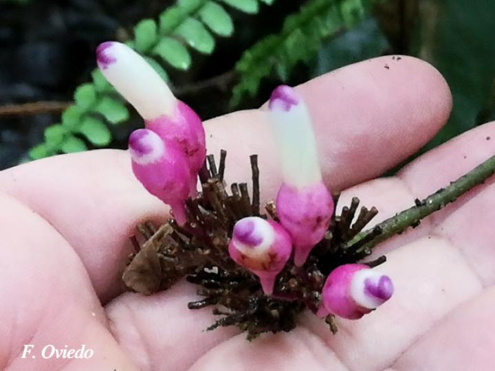 Schlegelia fastigiata