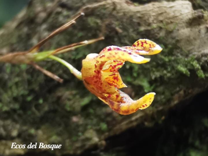 Specklinia tirimbina