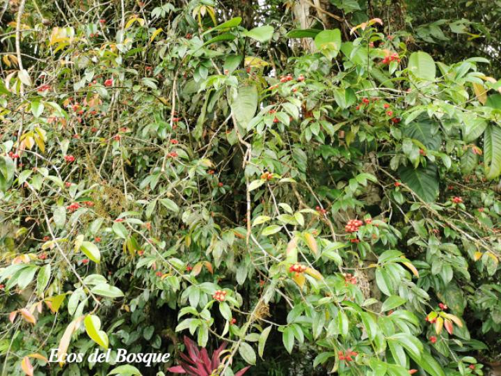 Symphonia globulifera