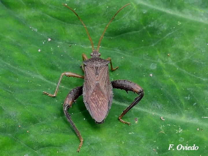 Acanthocephala femorata