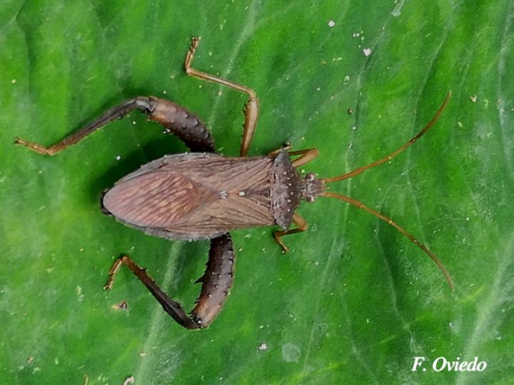 Acanthocephala femorata