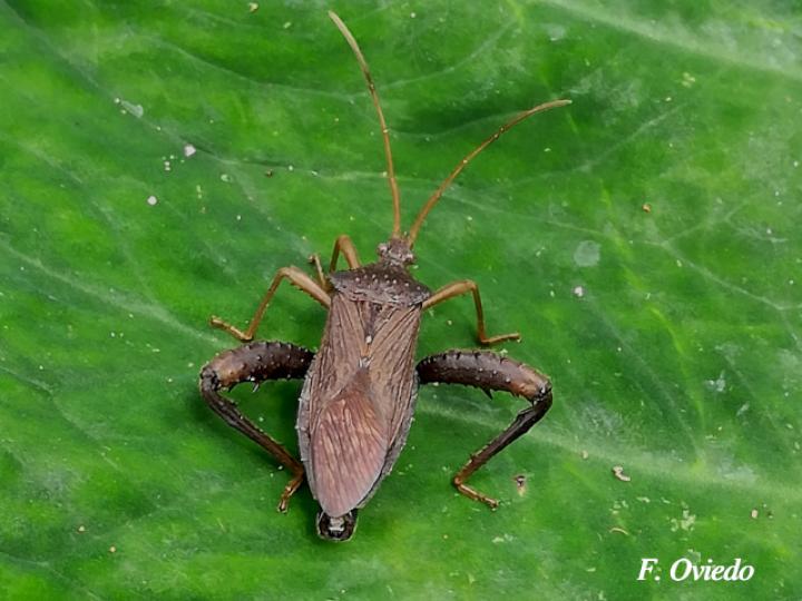 Acanthocephala femorata