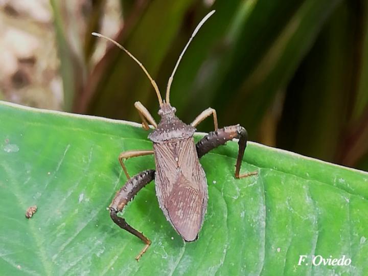 Acanthocephala femorata