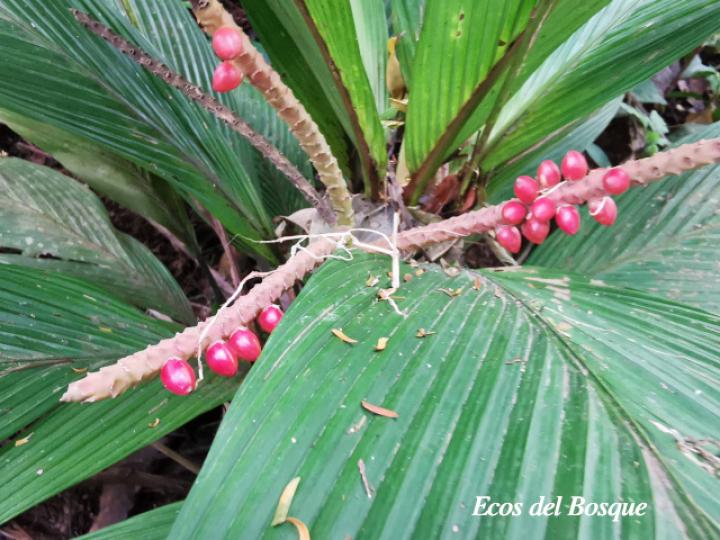 Asterogyne martiana, frutos