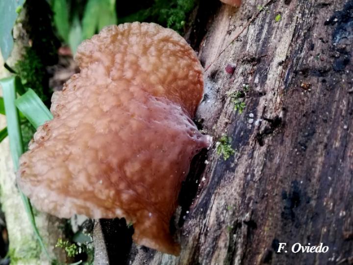Auricularia delicata
