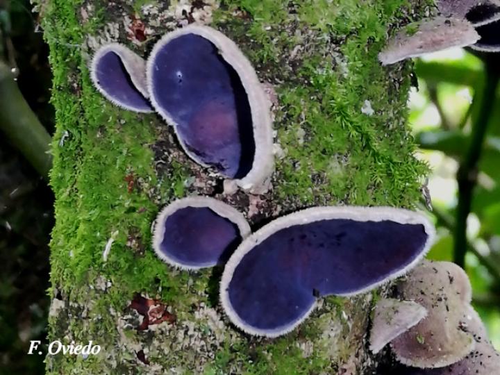Auricularia polytricha