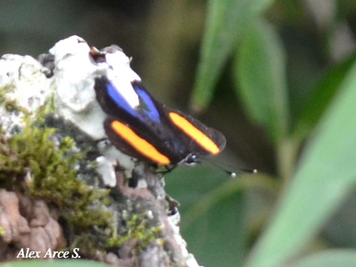 Callicore tolima bugaba