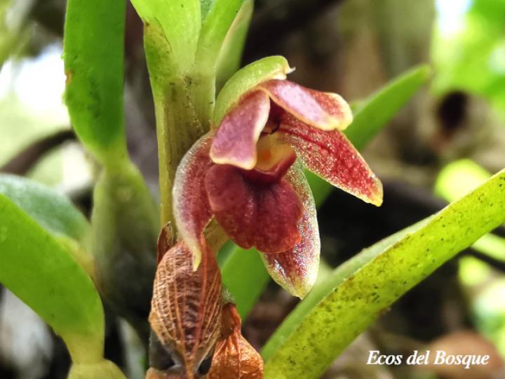 Camaridium pygmaeum