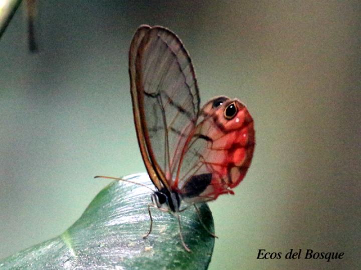 Cithaerias pireta pireta (Fantasma ruborizado)