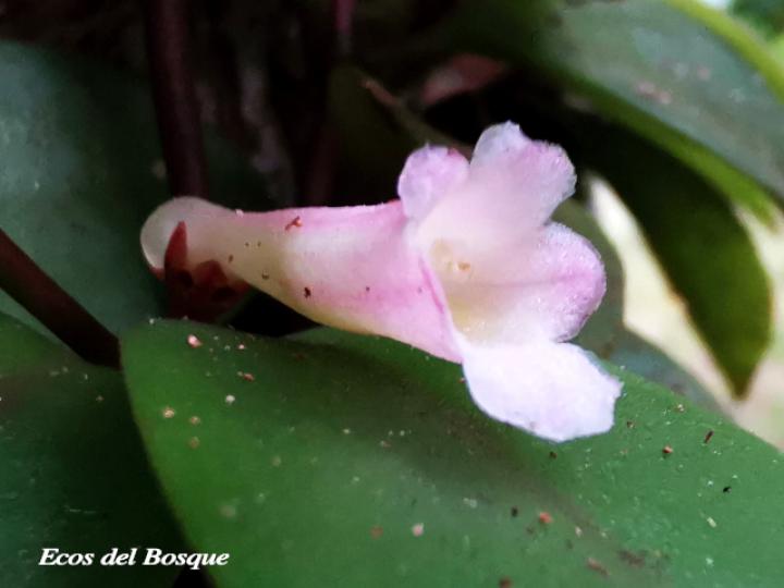 Codonanthe crassifolia