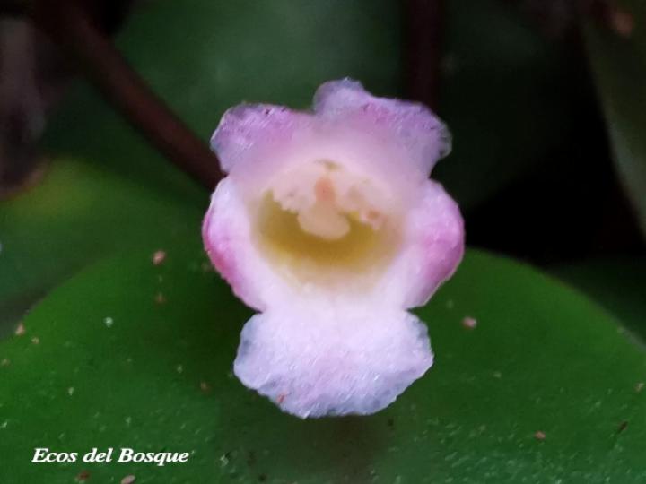 Codonanthe crassifolia