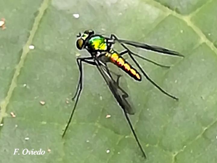 Moscas de patas largas