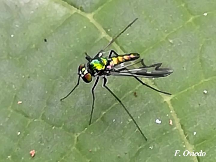 Moscas de patas largas sp1