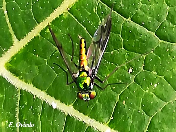 Moscas de patas largas