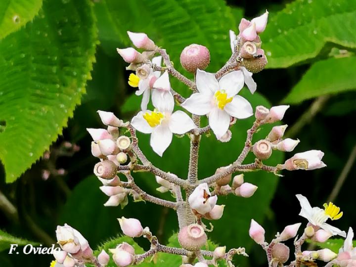 Conostegia subcrustulata