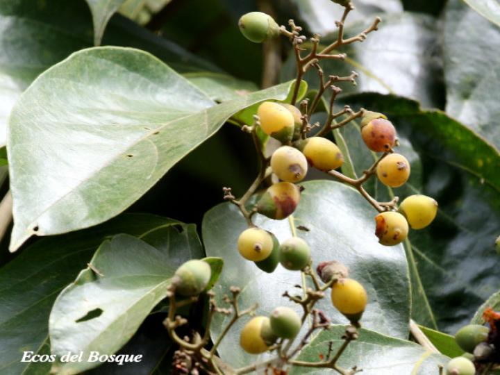 Cordia eriostigma (Niguito, Muñeco)