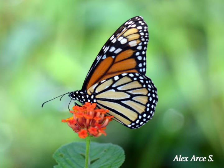 Mariposa Monarca