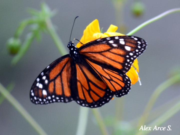 Mariposa Monarca