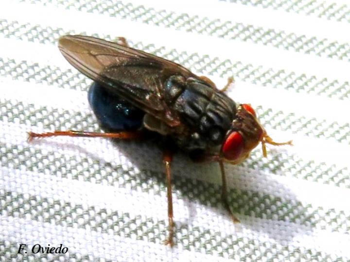 Dermatobia hominis