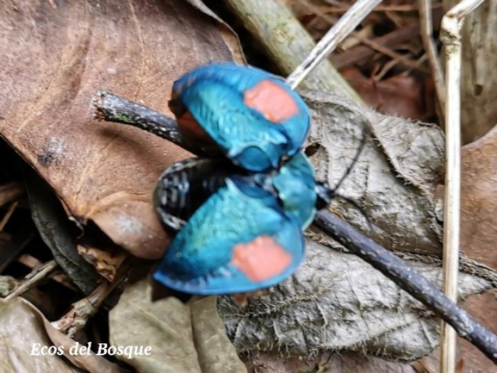 Discomorpha distincta