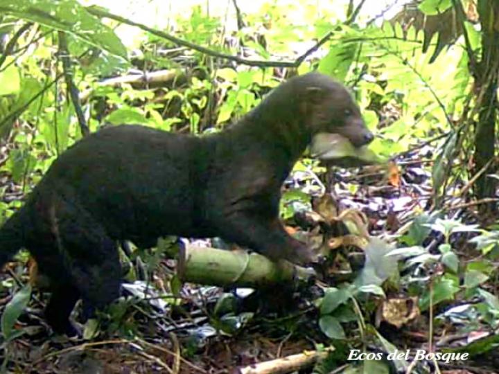 Eira barbara (Tolomuco)