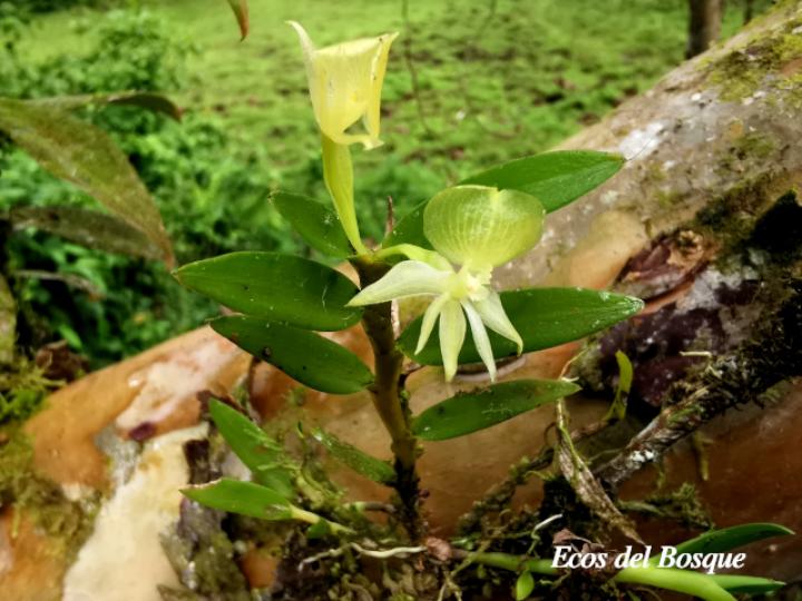 Epidendrum dentiferum